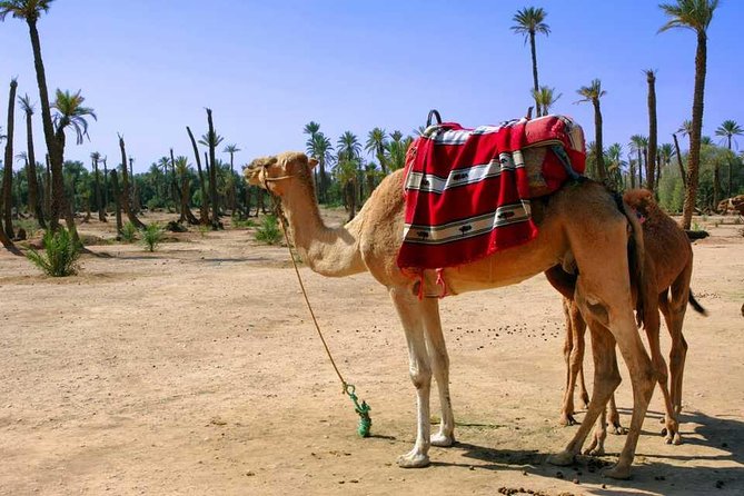 Sunset Camel Riding in the Palm Grove of Marrakech With Pickup-Drop off - Duration and Inclusions