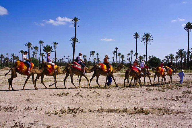 Sunset Tour & Dromedary Ride At Palm Grove Of Marrakech