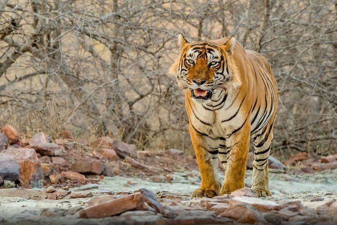 Super Luxury Great Golden Triangle With Ranthambhore & Rajasthan Tour With Hotel - Hotel Accommodations