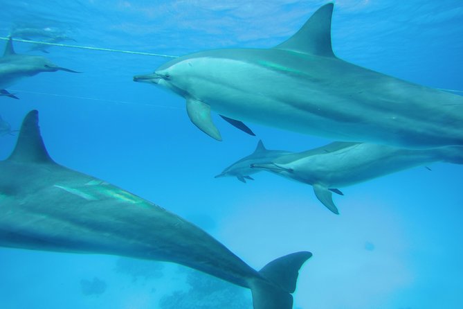 Swim With Dolphins in Satayeh Reef Snorkel Sea Excursion - Marsa Alam - Inclusions and Amenities