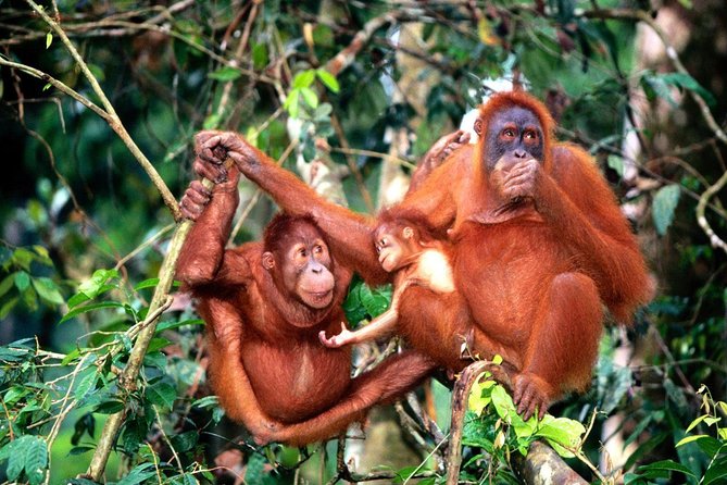 Taiping & Orang Utan Island Day Tour From Kuala Lumpur - Inclusions