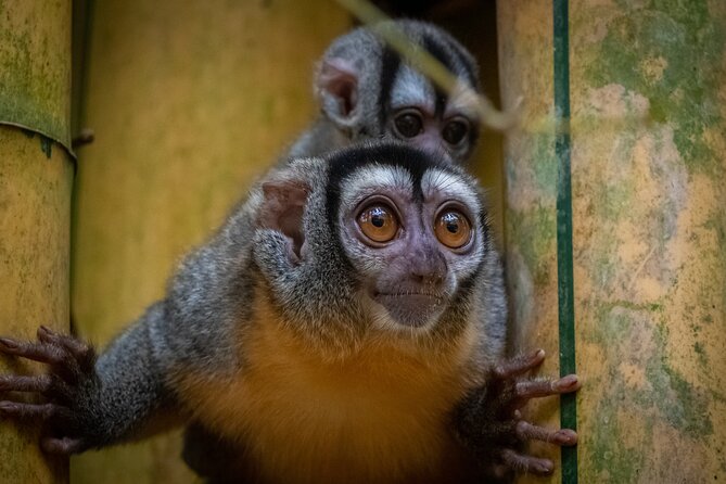 Tambopata. Sandoval Lake and Parrot Clay Lick, 3 Days 2 Nights