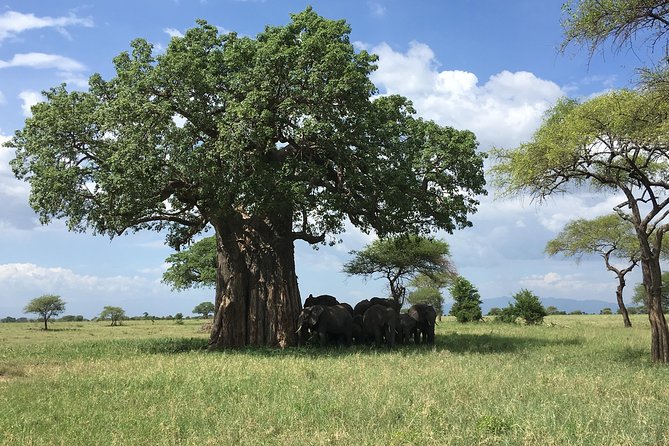 Tarangire National Park