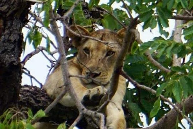 Tarangire National Park Day Trip - Pricing and Group Details