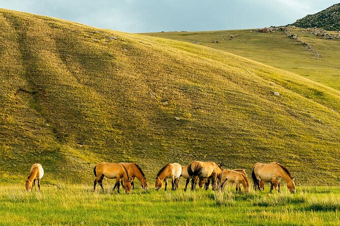 Terelj National Park Day Trip From Ulaanbaatar - Meeting and Pickup Details