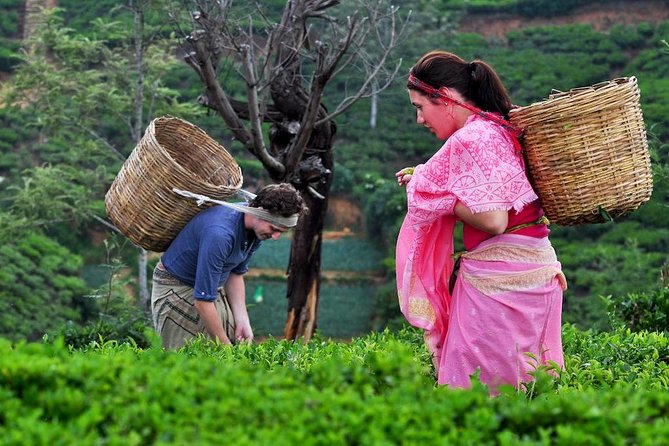 The Tea Hubs of Srilanka - Tea Factory Visits