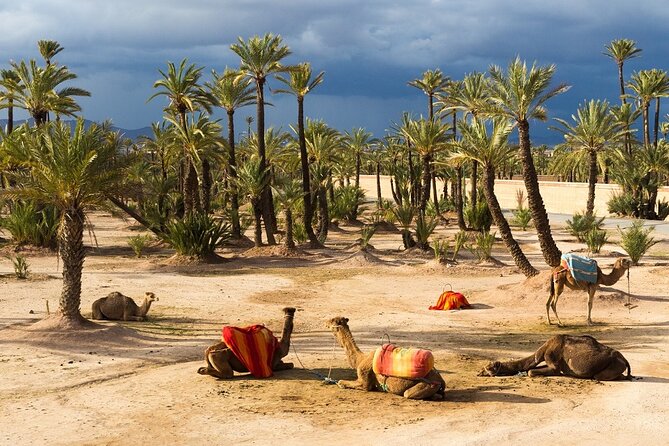 Things to Do in Marrakech: Camel Ride Experience - Logistics Information