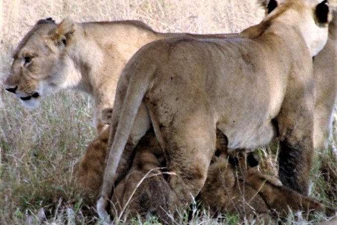 Three Days Safari: Lake Manyara-ngorongoro Crater (classic)