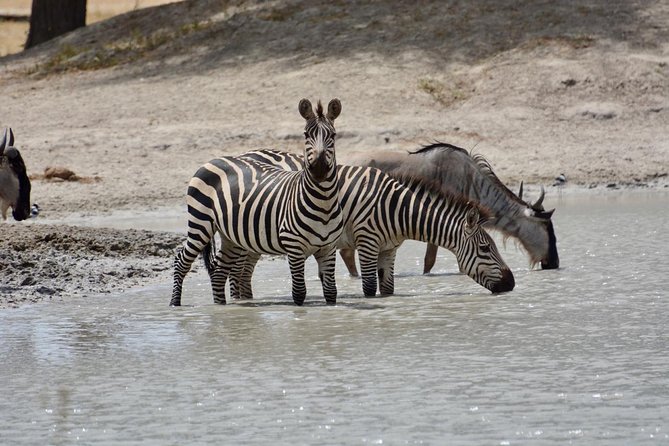 Three Days Safari Ngorongoro-Serengeti National Park Tented Camping - Group Size and Transportation