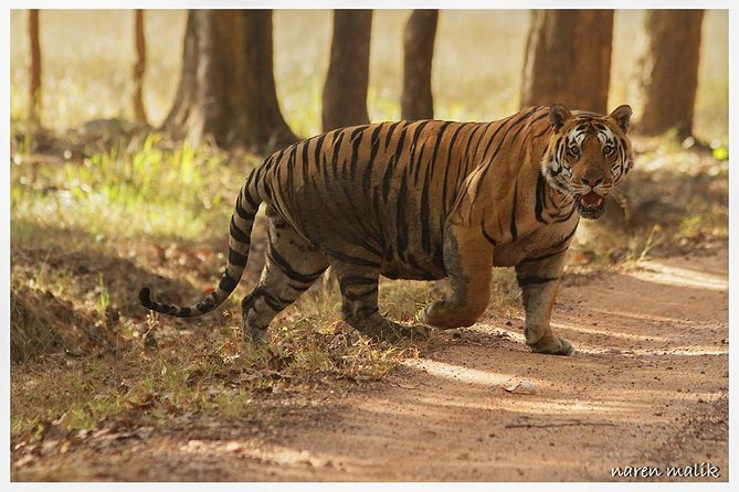 Tiger Safari at Jim Corbett National Park
