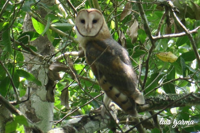 Tikal Birdwatching and Archaeological