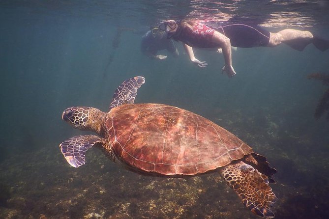 Tintoreras Islet Tour From Isabela - Hiking & Snorkeling in Galapagos Islands