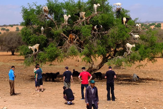 Top Excursions : Full Day Trip To Essaouira Mogador From Marrakech - Excursion Overview