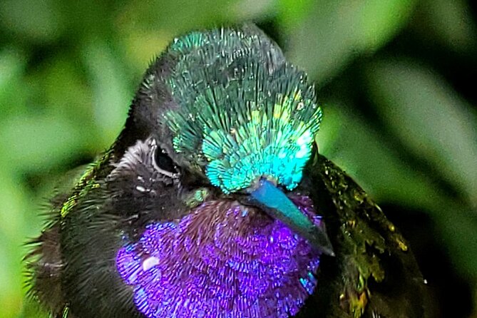 Tour in the Monteverde Reserve Cloud Forest - Additional Transportation