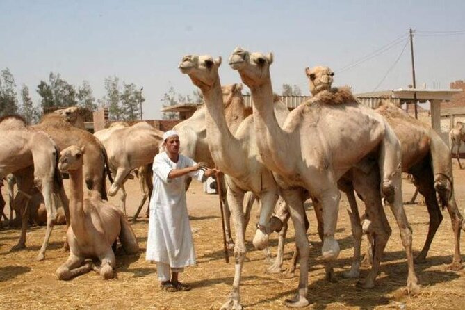 Tour to Camel Market of Birqash - Location