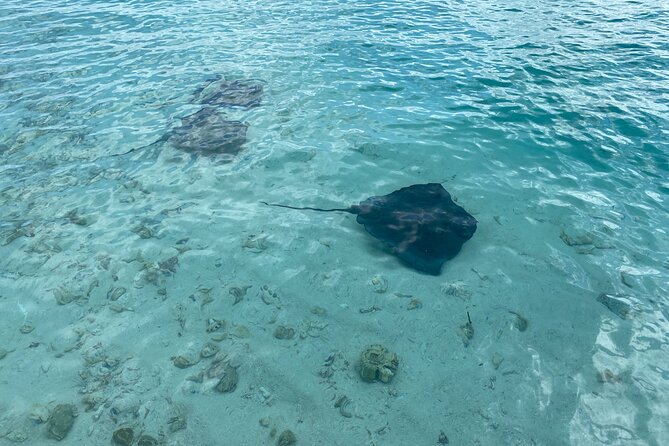 Tour to Cayo Acuario Plus Rocky Cay - Tour Highlights