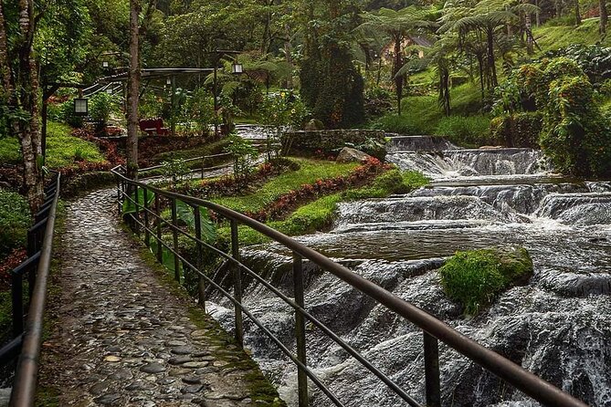 Tour to Santa Rosa De Cabal Coffee Farm and Hot Springs