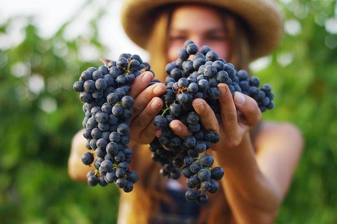 Tours 2 Vineyards Full Day Private