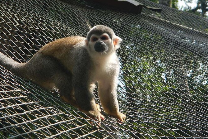 Tours to the Amazon - Indicchuris Jungle | Amazon Rainforest Tours