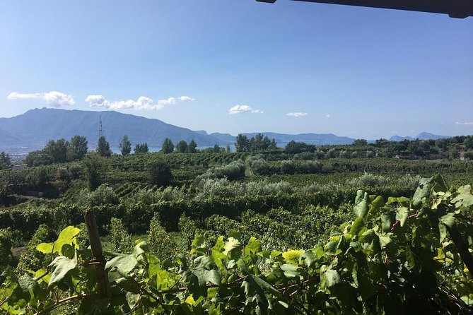 Transfer From Sorrento to Naples With Wine Tasting (1-8 Pax)