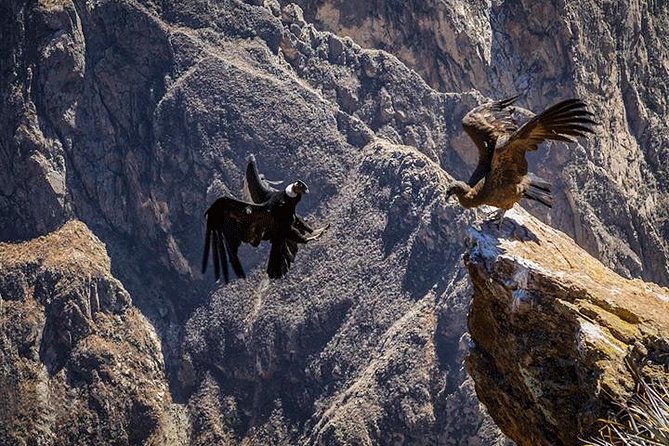 Trekking to the Canyon of Condors Llahuar-Fure-Oasis 4d-3n - Tour Highlights