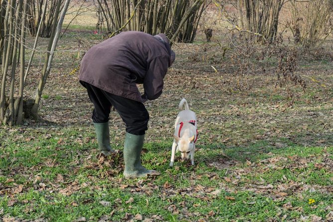 Truffle Hunting in Siena Countryside - Experience Truffle Hunting in Siena Countryside