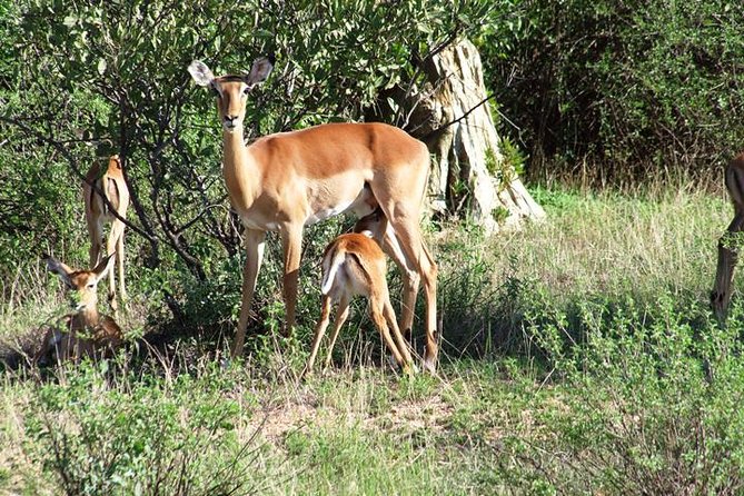 Tsavo East & West National Park 3 Days From Mombasa. - Itinerary Highlights