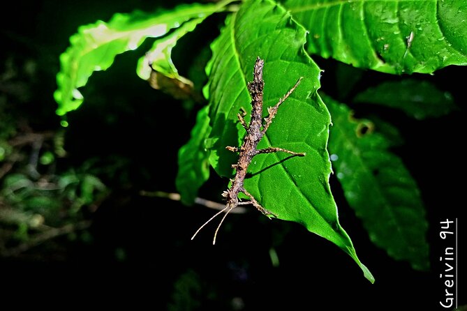 Tukas Night Walks Monteverde - Inclusions and Pickup Options