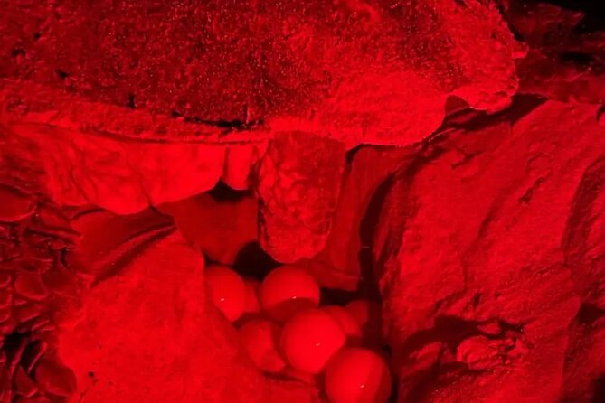Turtle Spawning Sighting Tour - Inclusions and Exclusions