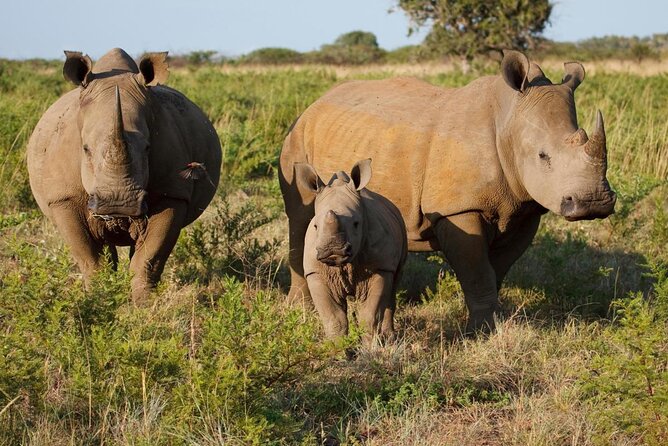 Twilight Game Safari Trip by Open Car in Victoria Falls