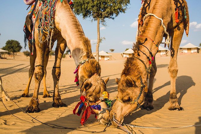 Two Days Package ( Camel Safari and Bishnoi Village Safari ) - Meeting and Pickup Details