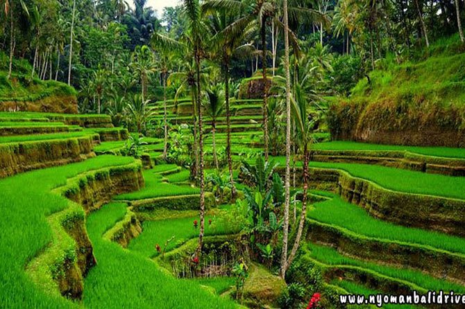 Ubud - Best Central One Day Tour - What To Expect