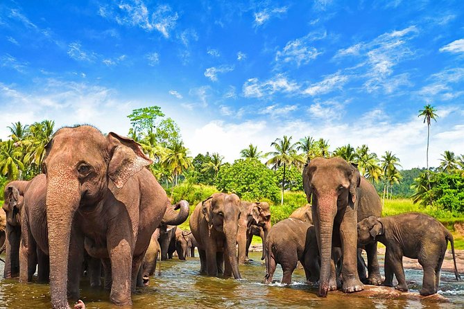 Udawalawe National Park Safari From Ella - Tour Highlights