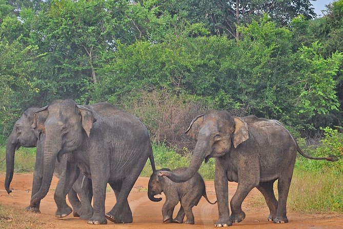 Udawalawe National Park Safari From Kalutara - Tour Inclusions