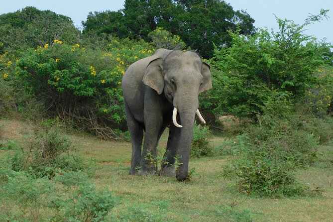 Udawalawe Safari Tour & Elephants Orphanage Visit