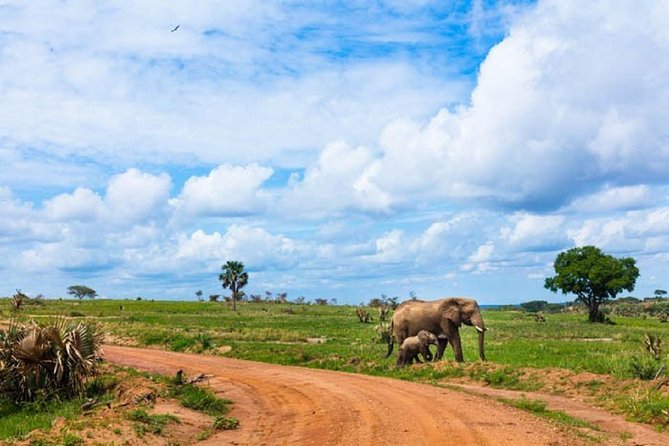 Uganda: 10-DAY Mid-Range Wildlife, Big-Five, Gorilla Safari - Safari Package Overview