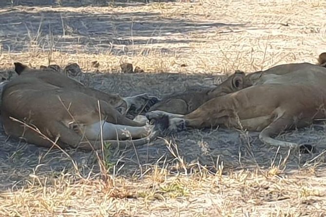 Ultimate Chobe Safari Day Trip From Victoria Falls