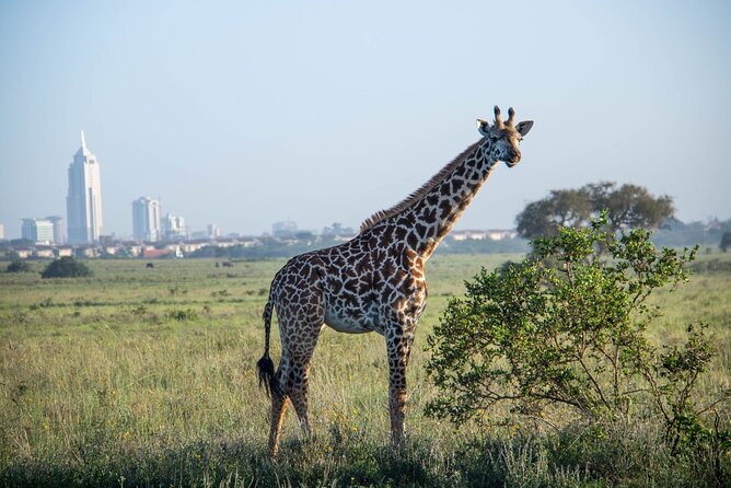 Urban Safari & Wildlife Wonders: Nairobi Day Adventure