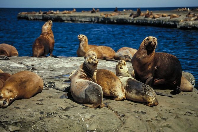 Valdés Peninsula - Full Day Excursion - Start Time and Itinerary
