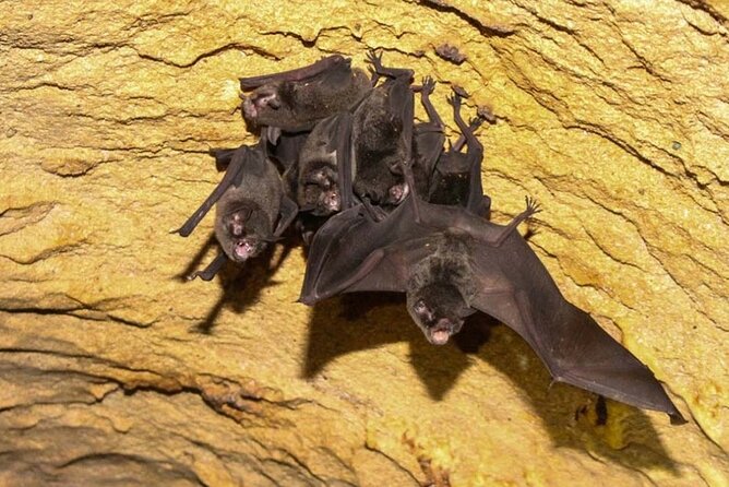 Venado Caves – Subway Tour