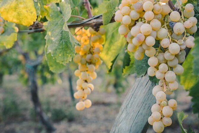 Vesuvio Winery Wine Tasting With Lunch or Aperitif - Location and Details