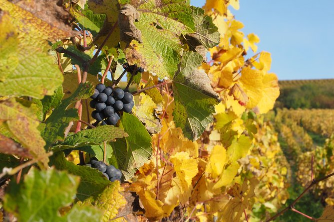 Vineyard Visit & Tasting 2 Champagnes & Transport - Vineyard Location