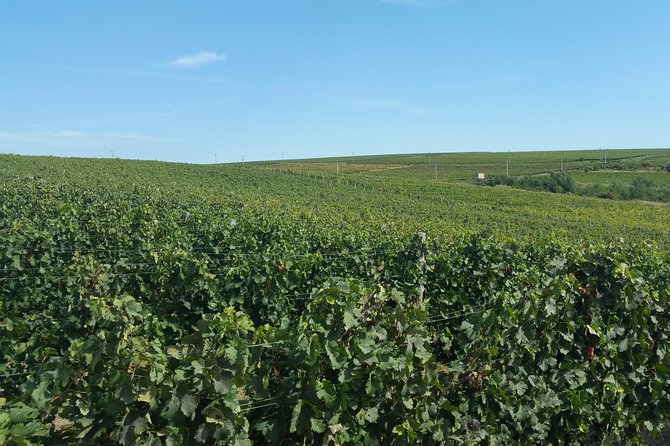 Vineyards and Wine Tasting Experience