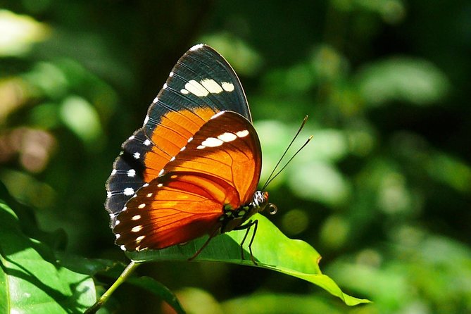 Visit Rhinos at Ziwa Rhino Sanctuary From Masindi - Inclusions