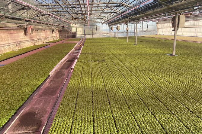 Visit the Basilic Greenhouses and Taste Pesto in Genova Prà