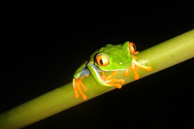 Volcano Hike and Night Walk With Free Hotsprings - Highlights of the Experience