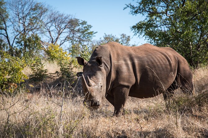 Walking Safari
