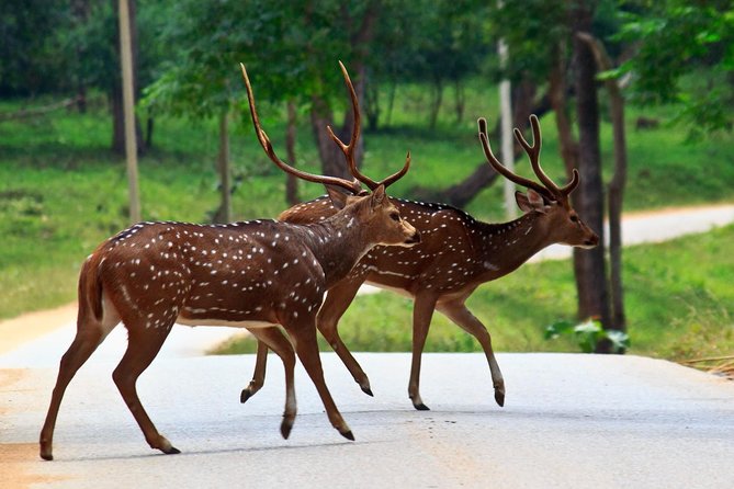 Wayanad Wildlife Heaven From Bangalore - Pickup Information and Start Time