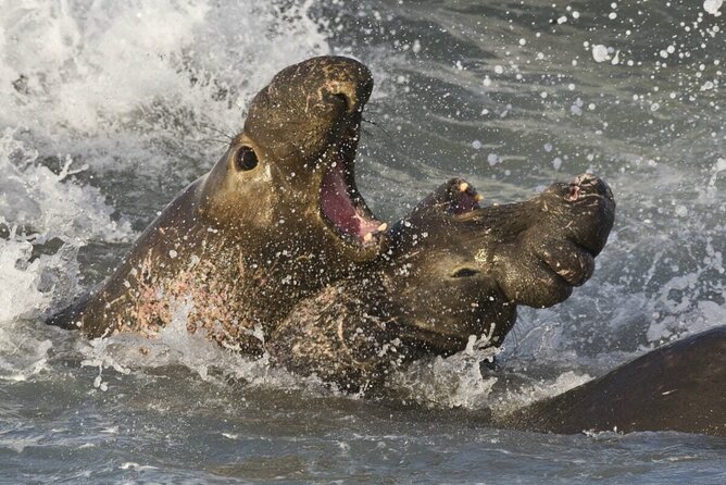 Whale Point to See Penguins and Elephant Seals - Tour Details