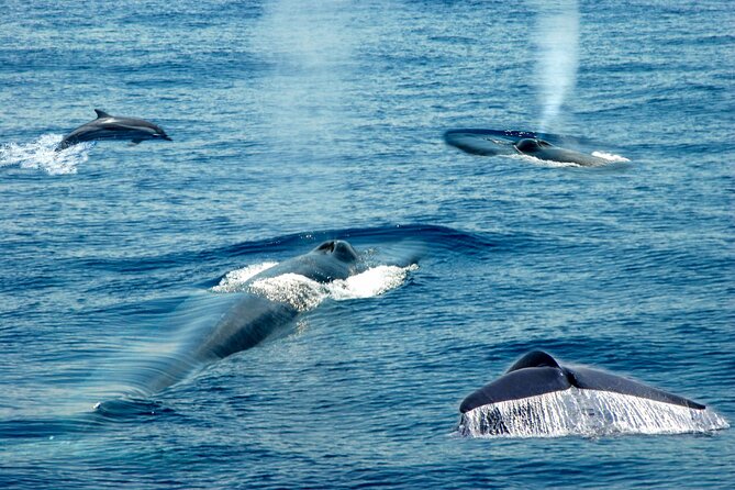 Whale Watching Boat Tour From Ahungalla - Additional Information